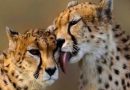 Spotlight : Experts question wisdom of move to reintroduce Cheetahs into India