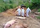 African swine flu: 190 pigs culled so far in Kerala’s Wayanad