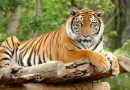 अंतरराष्ट्रीय बाघ दिवस : पिछले आठ वर्षों में बाघों की संख्या हुई दोगुनी, विश्व के 75 प्रतिशत बाघ भारत में