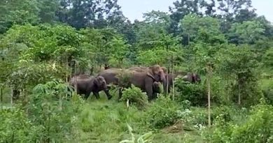 असम : जंगली हाथी के झुंड से ग्रामीण परेशान