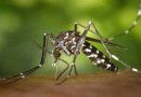 कोलकाता में बेलगाम हो रहा डेंगू संक्रमण, एक हफ्ते में 974 लोग संक्रमित