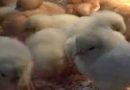 जापान के आओमोरी प्रान्त में बर्ड फ्लू के कारण तीन लाख से अधिक मुर्गियों को मारा जायेगा