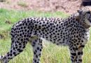 Namibian cheetah Shasha dies at MP’s Kuno National Park
