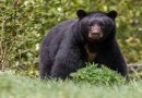 झारखंड : गिरिडीह में भालू के हमले से दो महिलाएं घायल