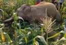 रांची: नगड़ी इलाके में मिला मृत हाथी, जांच में जुटी वन विभाग की टीम