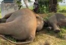 आंध्र प्रदेश के पार्वतीपुरम में चार हाथियों को लगा करंट