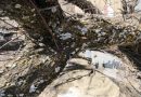 जम्मू-कश्मीर के किश्तवाड़ में पेड़ गिरने से चार लोगों की मौत