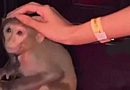 Kolkata nightclub faces criticism after chained monkey video goes viral