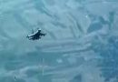 रूसी लड़ाकू विमान ने अमेरिकी ड्रोन को बनाया निशाना, पहुंचाया नुकसान