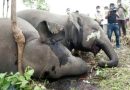 असम : भोजन की तलाश में आए 3 हाथियों की करंट लगने से मौत