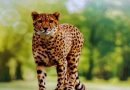African cheetah missing from Kuno National Park since July 21 captured