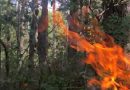 bushfire risks