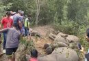 पूर्वी सिंहभूम में हाई वोल्टेज करंट से पांच हाथियों की मौत