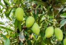 For high mango yield, CISH recommends tree rejuvenation