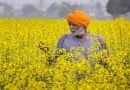 बिहार में न्यूनतम तापमान में बढ़ोतरी से रबी की फसल को होगा नुकसान