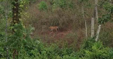 Tiger_Idukki