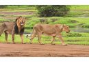 Mann Ki Baat: PM Modi credits community-led conservation for rise in lion numbers in Gir